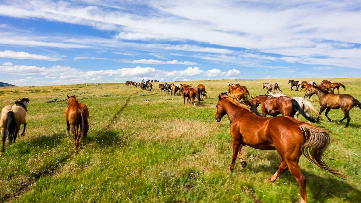 Vous rêvez d'aventures ? Partez au #Wyoming le 21 octobre ! 
+ d’infos ? ➡️ cheval-daventure.com/voyages-equest…
⌛️9 jrs (5 à cheval) | 🏇 Avancé.e.s à expert.e.s
#monaventureacheval