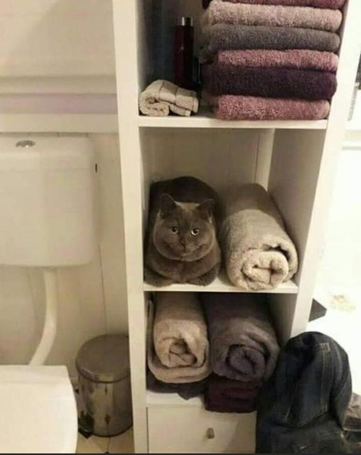 forbidden towel 😆
#cats #CatsOfTwitter #Caturday