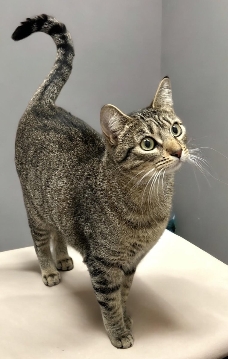 FOSTER OR ADOPTER NEEDED!!
Nami, 1 yr Brown Tabby/Abyssinian mix. She is sweet, friendly and playful. She loves humans, but does not care for other Cats. If you are looking for a lifetime companion with a lot of love to give: catconnection@sbcglobal.net  #CatsOfX #AdoptDontShop