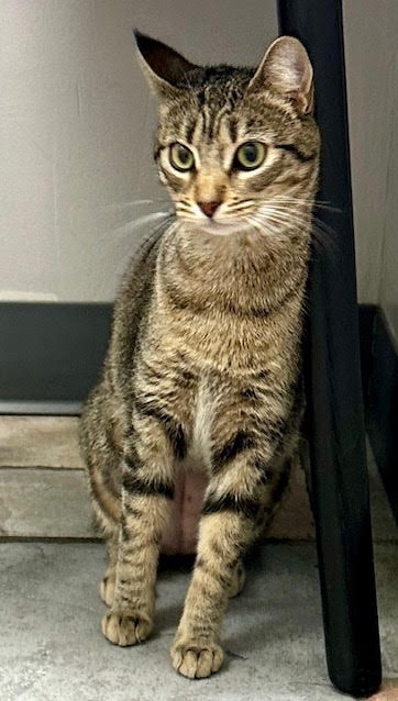 CatConnectionLA's tweet photo. FOSTER OR ADOPTER NEEDED!!
Nami, 1 yr Brown Tabby/Abyssinian mix. She is sweet, friendly and playful. She loves humans, but does not care for other Cats. If you are looking for a lifetime companion with a lot of love to give: catconnection@sbcglobal.net  #CatsOfX #AdoptDontShop https://t.co/S1qkOhtIt3