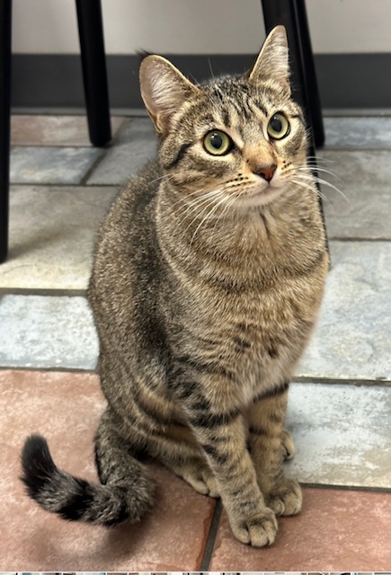 CatConnectionLA's tweet photo. FOSTER OR ADOPTER NEEDED!!
Nami, 1 yr Brown Tabby/Abyssinian mix. She is sweet, friendly and playful. She loves humans, but does not care for other Cats. If you are looking for a lifetime companion with a lot of love to give: catconnection@sbcglobal.net  #CatsOfX #AdoptDontShop https://t.co/S1qkOhtIt3