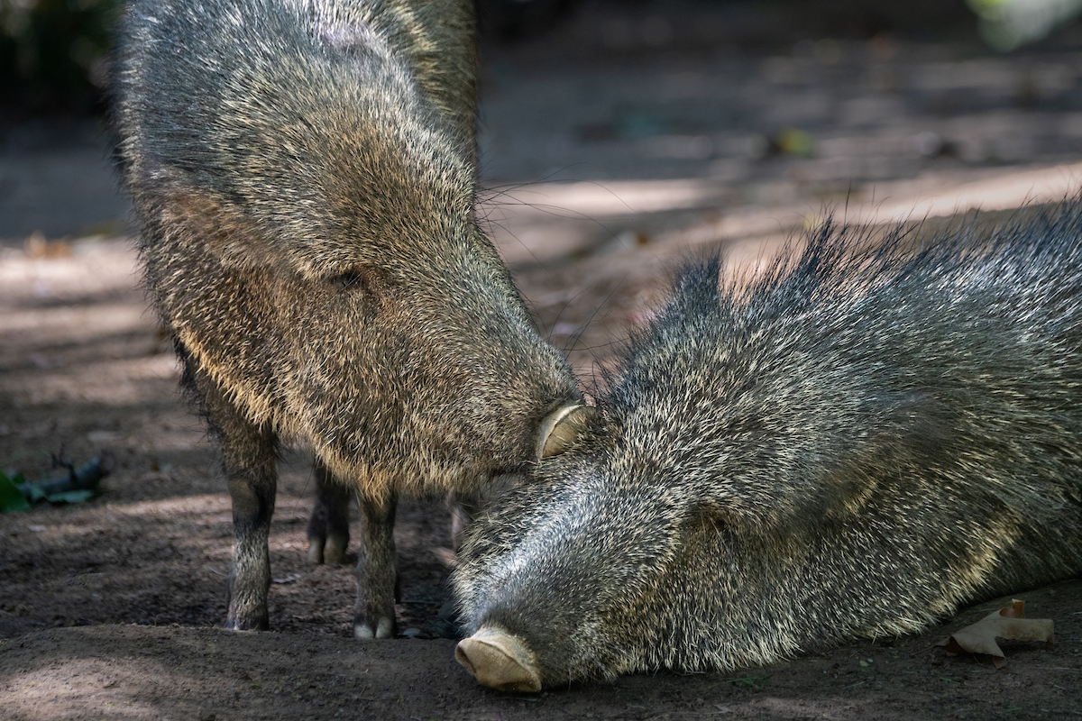 LAZoo's tweet photo. The Chacoan peccary was thought to be extinct, known only through fossil remains. It wasn't until 1972 when sightings of live Chacoan peccaries were reported in Paraguay. These amazing animals may look like spiky pigs, but are in their own scientific family.
#NationalFossilDay https://t.co/dBjV8qRsQj