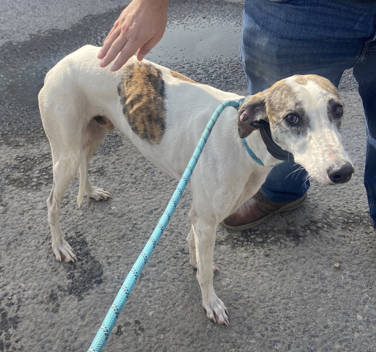 Please retweet to HELP FIND THE OWNER OF THIS STRAY DOG FOUND #IVER #BUCKINGHAMSHIRE #UK Male Greyhound, no chip found 29 Sept. Now in a council pound for 7 days, he could be missing or stolen from another region. Please share widely. DETAILS👇 lostdogsuk.co.uk/lost-dogs/ #dogs…