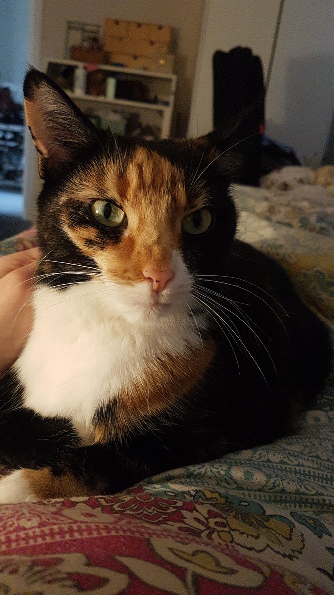 AliceChappell's tweet photo. @NoreenMasud Apply one Lyra to affected area, for pain relief. Apply one Pan to dirty laundry, to make it filthy. The cats and Herbert say 'hi!' https://t.co/JdRuaZhjku
