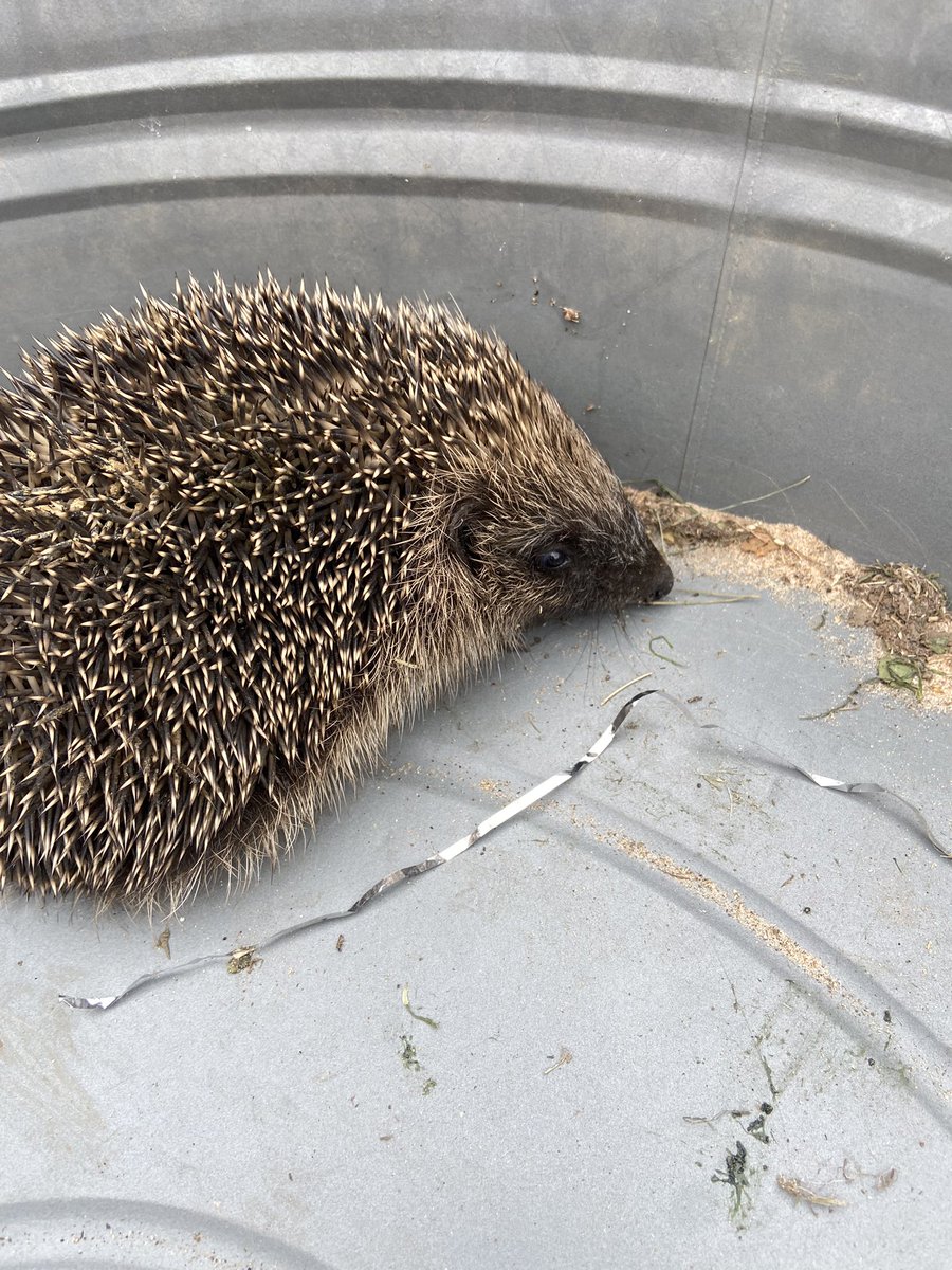 carolin17428620's tweet photo. What an exciting day we’ve had in Reception!! 
We found a hedgehog in our outside area 🦔.
We fed him some worms then Mr Whitehouse rang a special hospital who came to take him away and look after him ❤️❤️
@AlthorpeKeadby https://t.co/BuScX8AsQC