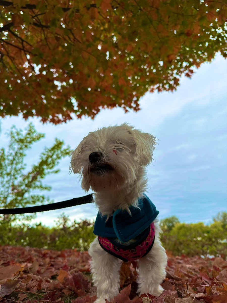 Me thinkz d leaves are starting to blush again 🍂🍁 Stay warm, friends! 🐾❤️