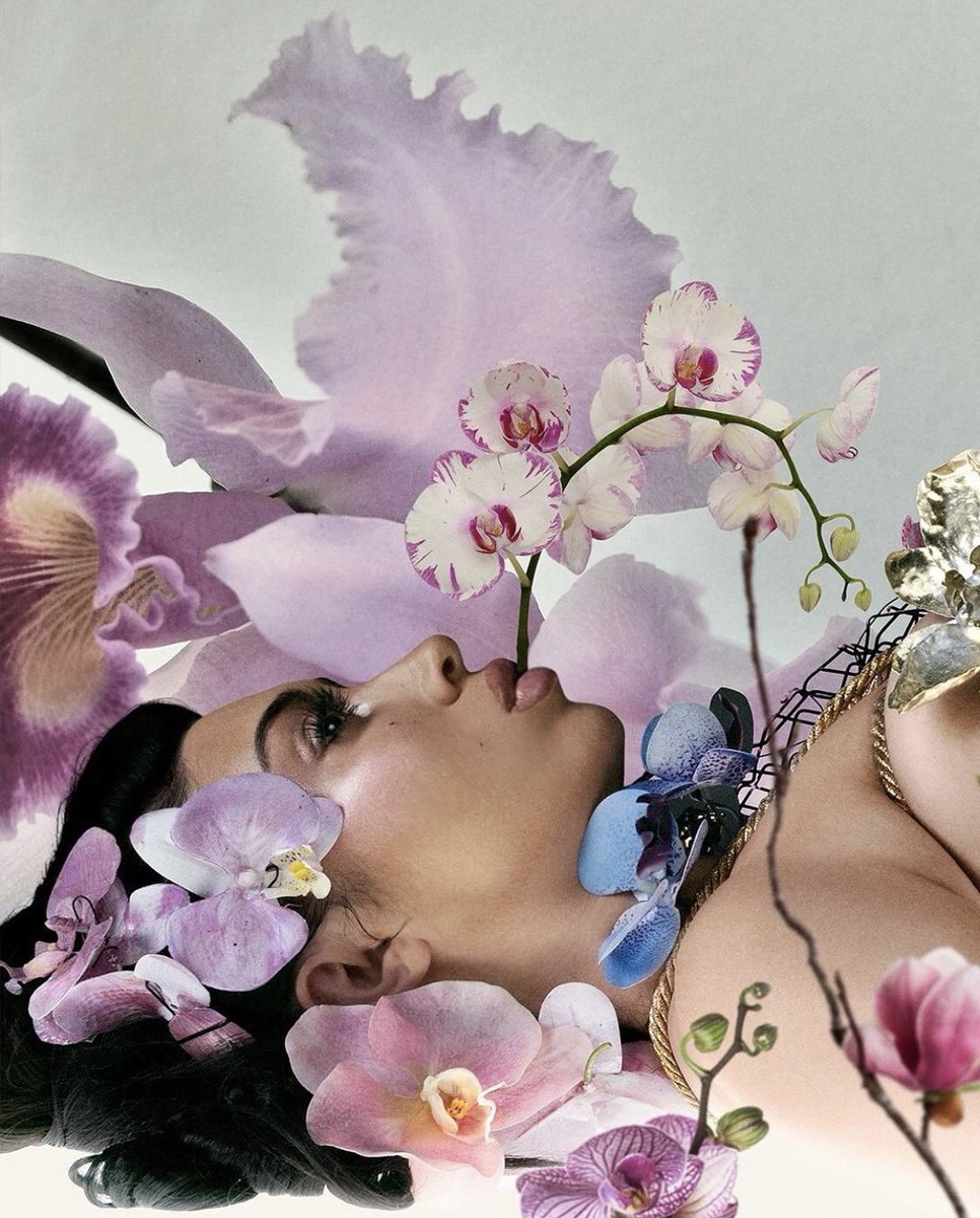 psychosly_'s tweet photo. the covers of "ORQÍDEAS" pt.1
#kaliuchis #orchids #album #albumcover #TwitterOFF #twitter #celebrity #celeb #tweet #TweetMeTuesday #meme #viral #X https://t.co/Hd3Y5ANFgO