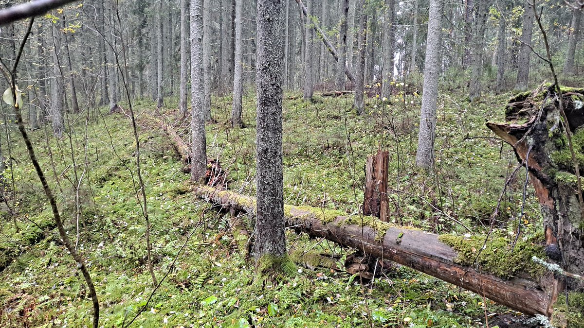 #Luontokohteita & uhanalaisten lajien elinympäristöjä  tuhoutuu #metsätalous hakkuissa jatkuvasti. Kuvien #kuntametsä oli puukaupan sinetöimistä vaille valmis. Miksi & miten, ja mikä on lopputulos? Ketju 1/x