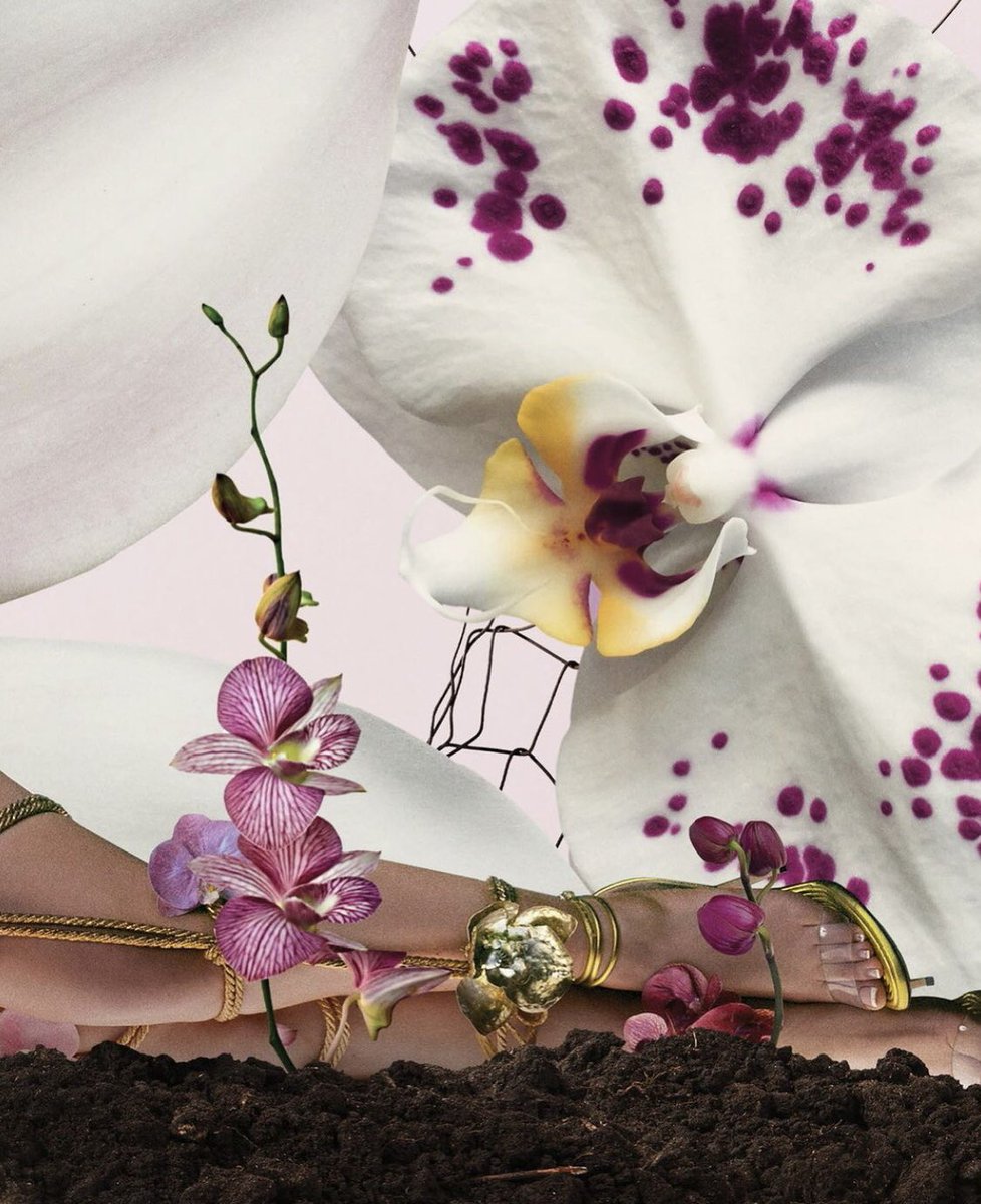psychosly_'s tweet photo. the covers of "ORQUÍDEAS" pt.2
#kaliuchis #orchids #album #albumcover #TwitterOFF #twitter #celebrity #celeb #tweet #TweetMeTuesday #meme #viral #X https://t.co/pC6u0Xx3LH