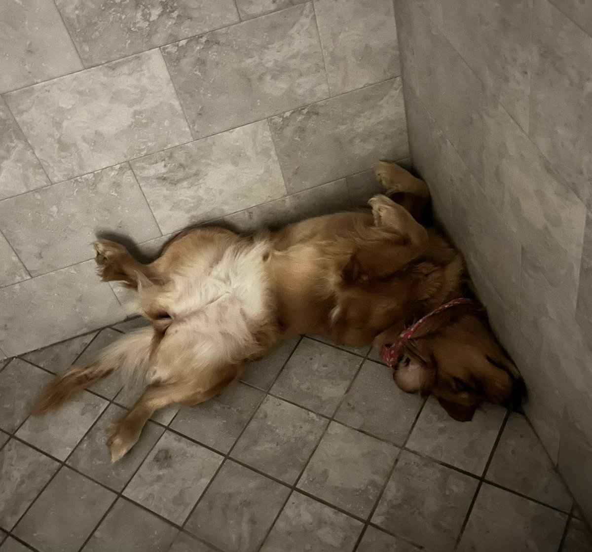 Todays edition of “why I think my dog is broken”  this is how I found her sleeping this morning in the corner of my shower.  How this is more comfy than the pillowtop mattress she started on, I’ll never know.  #goldenretriever #goldensofinstagram #marvelousmissmabel