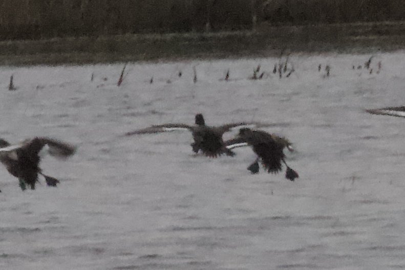 cianbirder's tweet photo. A few more of the first-winter male lesser scaup at Cahore marsh, Co, Wexford yesterday. #birdfinding Greater scaup and tufted duck in images also. https://t.co/sqZDw9dvPy