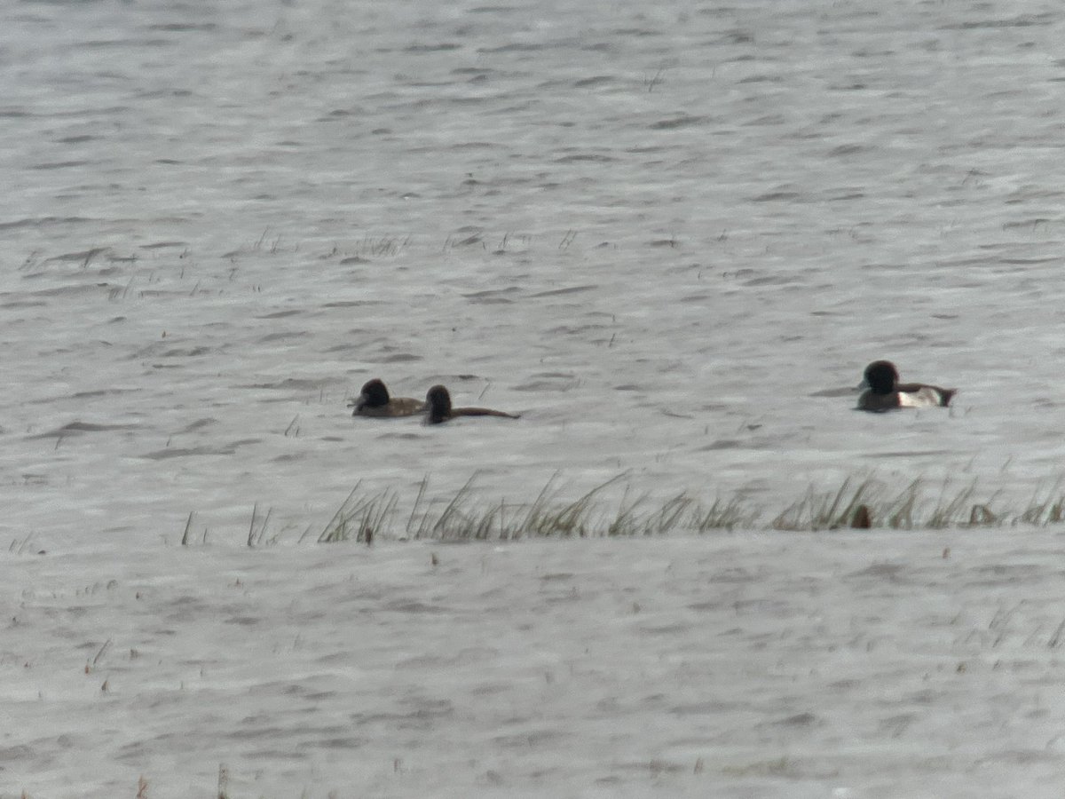 cianbirder's tweet photo. A few more of the first-winter male lesser scaup at Cahore marsh, Co, Wexford yesterday. #birdfinding Greater scaup and tufted duck in images also. https://t.co/sqZDw9dvPy