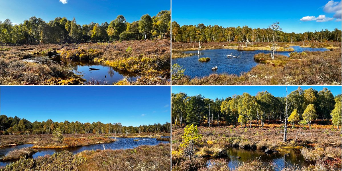 TheMackWalks's tweet photo. Today, Muir of Dinnet๐ #parkinsmoss #afterthestorm #muirofdinnet #muirofdinnetnaturereserve #muirofdinnetnnr #dinnet #aberdeenshire https://t.co/q3d96egIsg