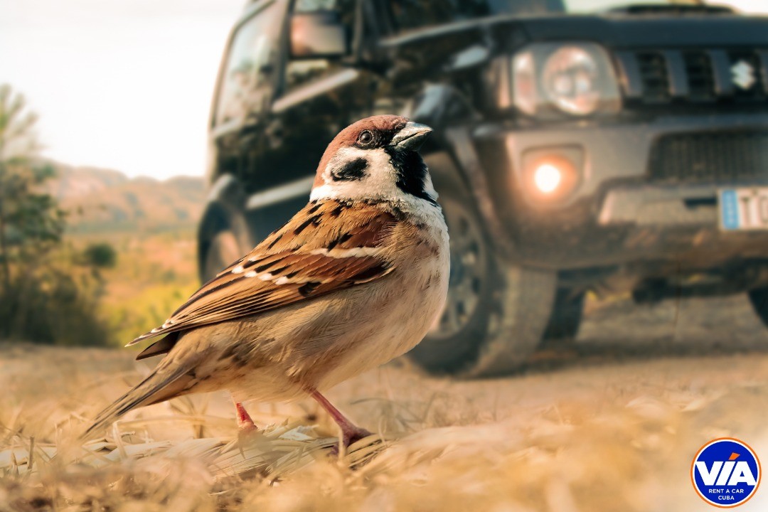 transgaviota's tweet photo. La naturaleza nos regala, día tras día, retratos de auténtica belleza.

Nature gives us, day after day, portraits of authentic beauty.

#TransgaviotaCuba #nature #authentic #beauty #safari #journey #viajes #dont_worry #car #auto https://t.co/uz6GCzzT5e
