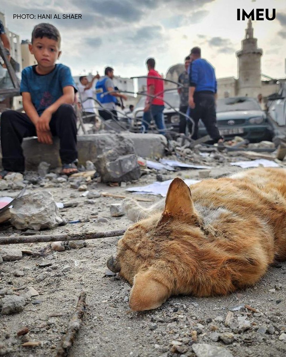 theIMEU's tweet image. Destruction of Gaza in Photos.

Gaza is home to 2 million Palestinians, half of whom are children. Israel is massacring them, bombing their neighborhoods to rubble – and top Israeli politicians are using genocidal language to justify it.