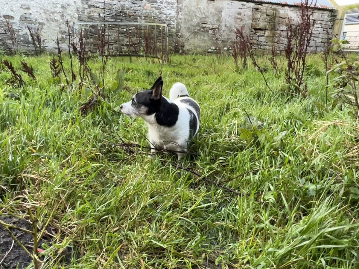 NavajoBirdsong's tweet image. Boys too busy with breakfast to say hi this morning.. girls stretching their legs too! #Winterroutine