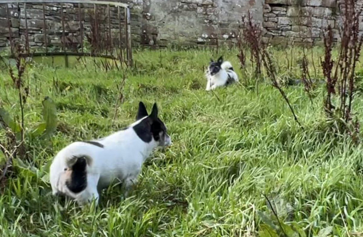 NavajoBirdsong's tweet image. Boys too busy with breakfast to say hi this morning.. girls stretching their legs too! #Winterroutine