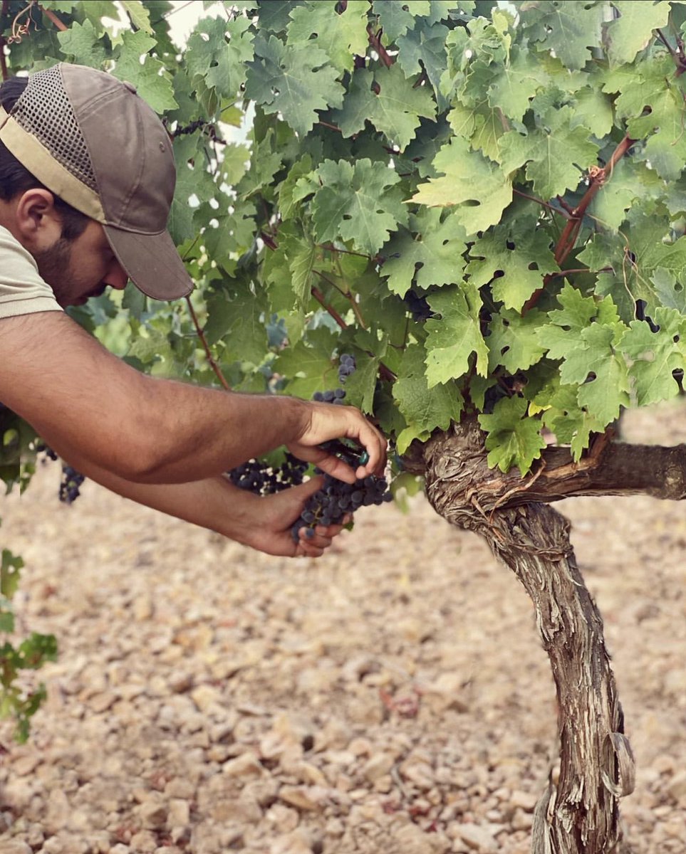 Las uvas son seleccionadas cuidadosamente de los viñedos, así aseguramos que lleguen en perfecto estado buscando siempre la máxima calidad.

#familywinery #merida #vendimia #harvest #viñedos #winemaking #winepassion #winetasting #winelover