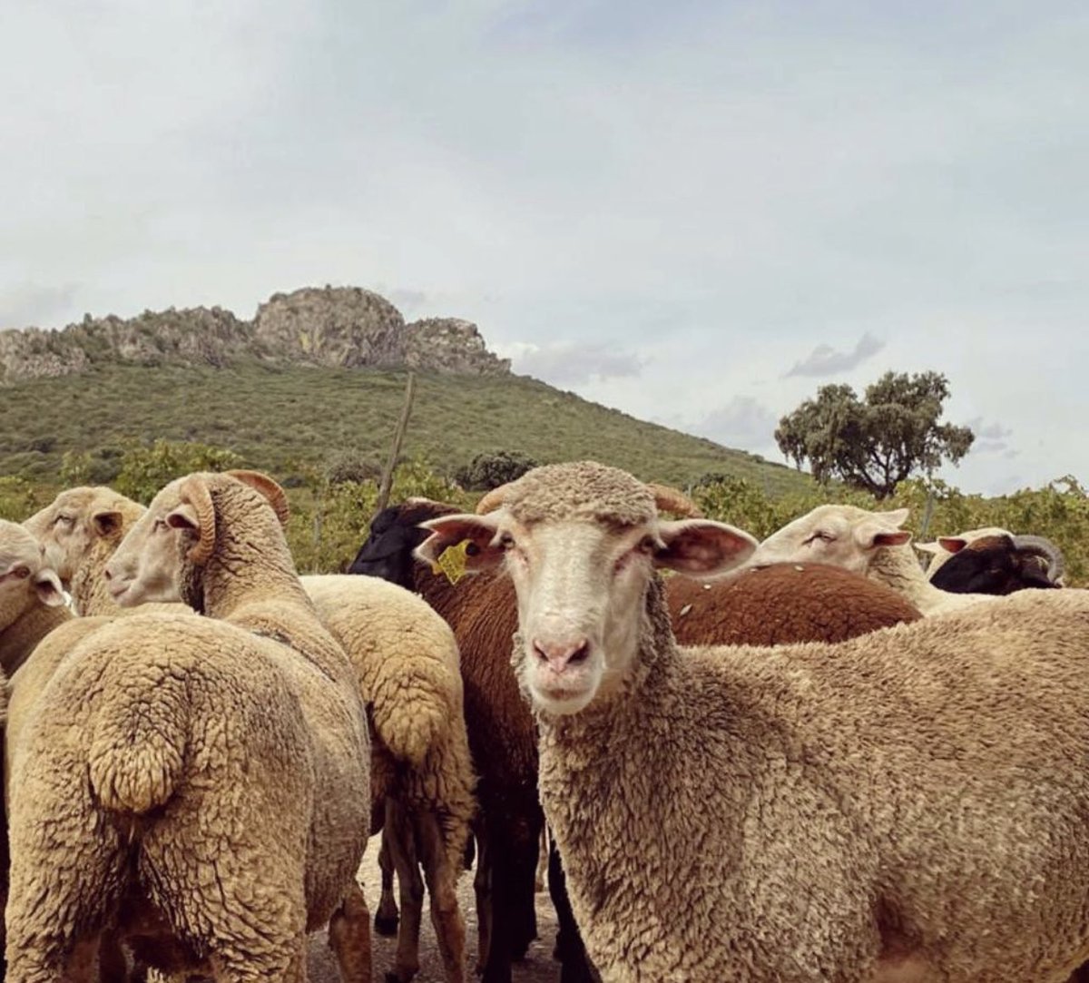 En Valdealto utilizamos el mejor abono orgánico que hay para nutrir nuestro viñedo; el estiércol de oveja🐑

De esta forma ayudamos a reponer los nutrientes extraídos en la producción de la uva y mejoramos la actividad biológica del suelo.

De fondo nuestra Sierra de la Moneda 🏔️