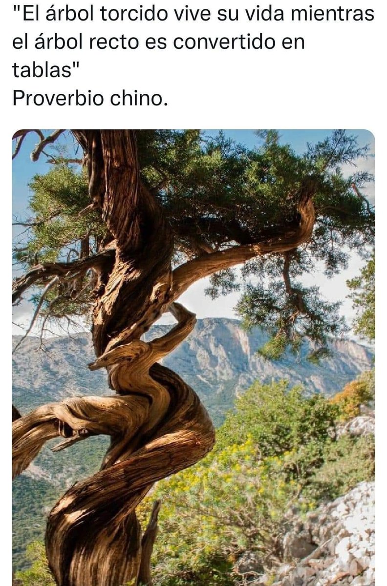 EcoInventos's tweet photo. El árbol torcido vive su vida mientras el árbol derecho termina convertido en tablas... https://t.co/uq9cnfCcJf