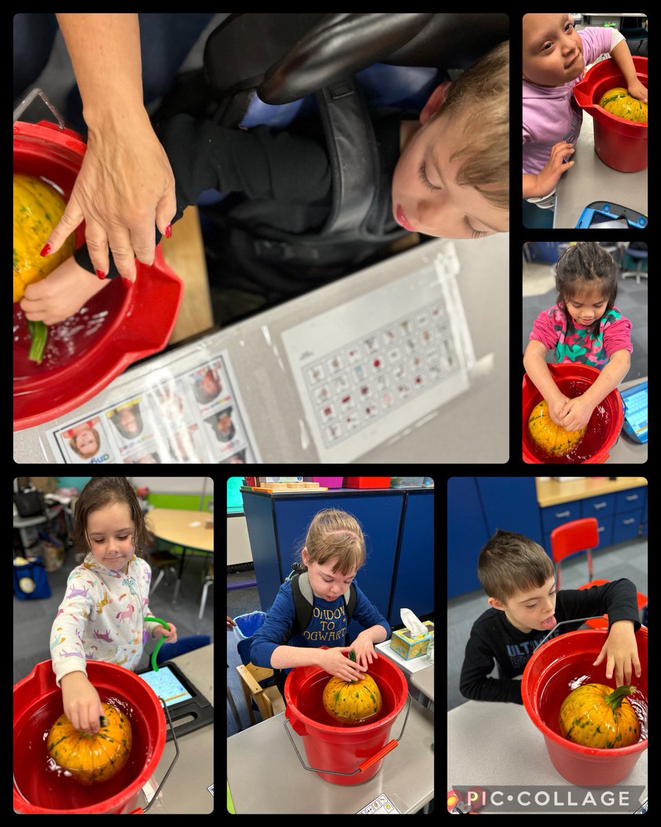 room8msro's tweet photo. Room 8 investigates…Do pumpkins sink or float?
@Recker_Hamilton https://t.co/mbDyl0hi12