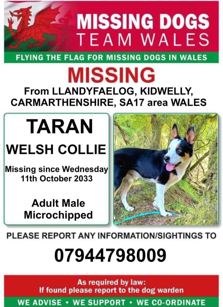 colliesontherun's tweet photo. TARAN MISSING FROM #LLANDYFAELOG AREA #KIDWELLY #SA17
#WelshCollie
Wednesday 11/10/23
CHIPPED if seen call the number on this poster asap
https://t.co/TIuinjlHM8
@SteLlandyfaelog @KidwellyBowls @rfc_kidwelly @KidwellyTownCC @ruthwill64 @CarolPoyerPeett @juliagarland73 @bs2510 https://t.co/uZCwRXgSPx