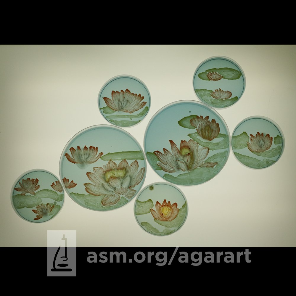 ASM (@asmicrobiology) on Twitter photo BIG ANNOUNCEMENT: 1st place in this year's Agar Art Contest wins a trip to take part in a special event hosted by our sponsor <a href="/MilliporeSigma/">MilliporeSigma</a> in Molsheim, France! Get your entries in before the Oct. 27 deadline!
More details: asm.social/1vi BIG ANNOUNCEMENT: 1st place in this year's Agar Art Contest wins a trip to take part in a special event hosted by our sponsor <a href="/MilliporeSigma/">MilliporeSigma</a> in Molsheim, France! Get your entries in before the Oct. 27 deadline!
More details: asm.social/1vi