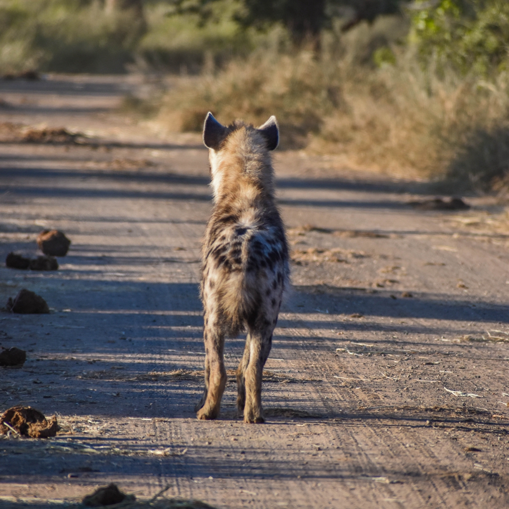 #Back of Spotted #Hyena , South Africa
.
.
.
#SpottedHyena
#LaughingHyena
#HyenaCub
#BabyHyena

#SouthAfricanHyena
#WildHyena

#AfricanWildlife
#AfricaCarnivore
#AfricanSavannah
#AfricanSafari

#WildlifePhotography #WildlifeEarth #WildlifeHabitat #AnimalEnglish #AnimalThen