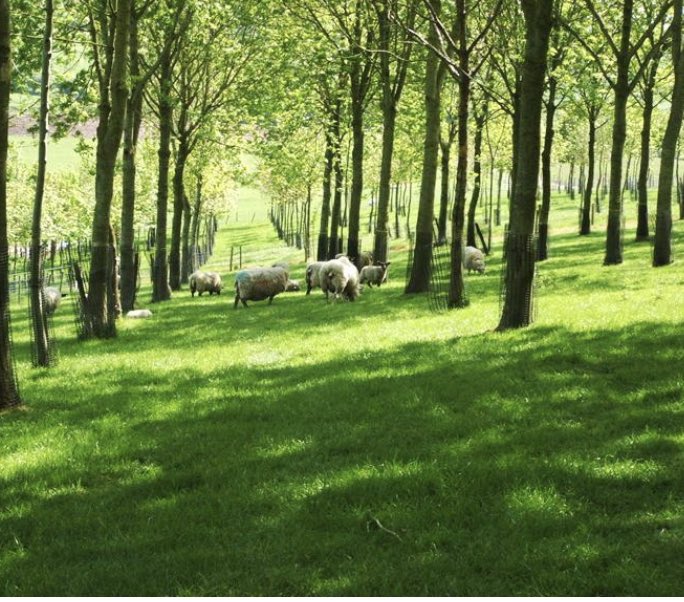 Our group is holding a farm walk at Pat McInerney, Tulla, Co. Clare V95RT61 Thurs 12th Oct 4.30pm. Focus will be on Agro forestry. Speakers on new Agro forestry & Organic Farming Scheme will be present. To book text Mary on 0872434365. ALL WELCOME. Please book as to know numbers