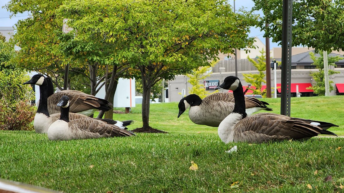 lazydestroyer tweet media