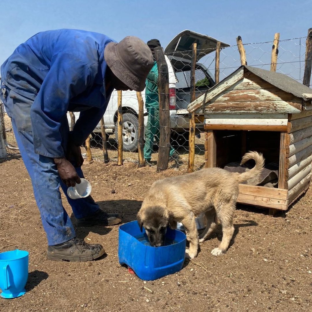 CCFCheetahUK's tweet photo. πΎ Great news! Meet Green, one of our incredible Livestock Guardian Dogs l. After extensive training and careful weighing, Green has been lovingly introduced to his new family. πΆ
#WildlifeConservation #GuardianDogs #CheetahConservation #Wildlife #CCFUK #Conservationist https://t.co/JzxYH4IQqk