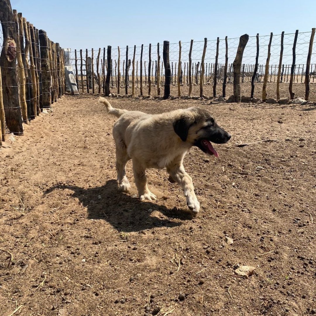 CCFCheetahUK's tweet photo. πΎ Great news! Meet Green, one of our incredible Livestock Guardian Dogs l. After extensive training and careful weighing, Green has been lovingly introduced to his new family. πΆ
#WildlifeConservation #GuardianDogs #CheetahConservation #Wildlife #CCFUK #Conservationist https://t.co/JzxYH4IQqk