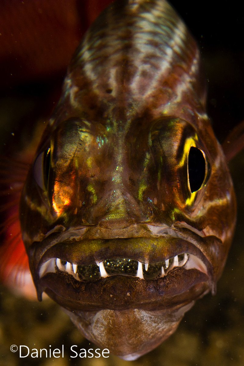DanielSasse3's tweet photo. Mouth brooding male Cheilodipterus macrodon, the large-toothed cardinalfish. You can see the eggs in his mouth called, Mouthbrooding, also known as oral incubation. Taken by underwaterphotographer Daniel Sasse. Scuba diving Thailand. https://t.co/6leIawWfLU