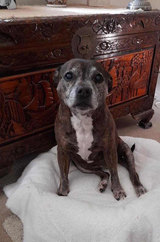 𝕏 Dogs tweet media