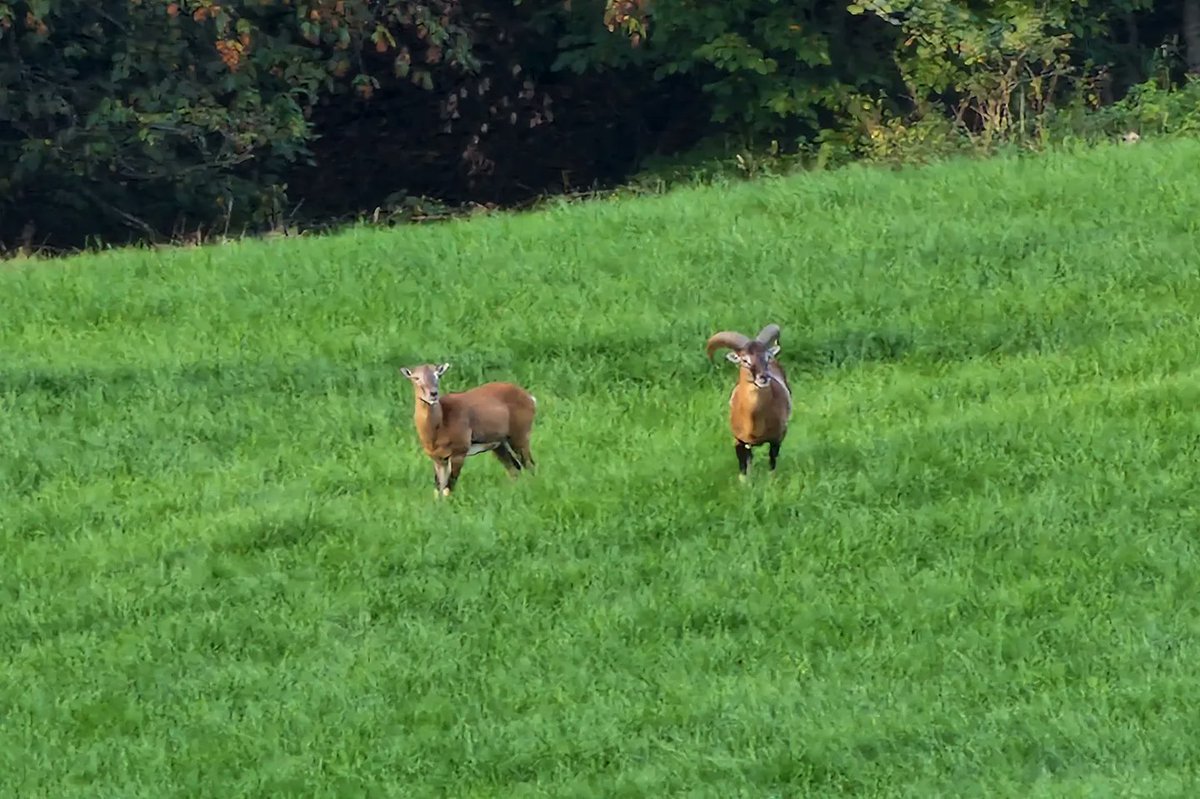 drakewla's tweet photo. Yesterday, I had the pleasure of witnessing a group of graceful European #mouflons near the charming village of #Kaundorf in #Luxembourg. https://t.co/qQfTa6N9pF
