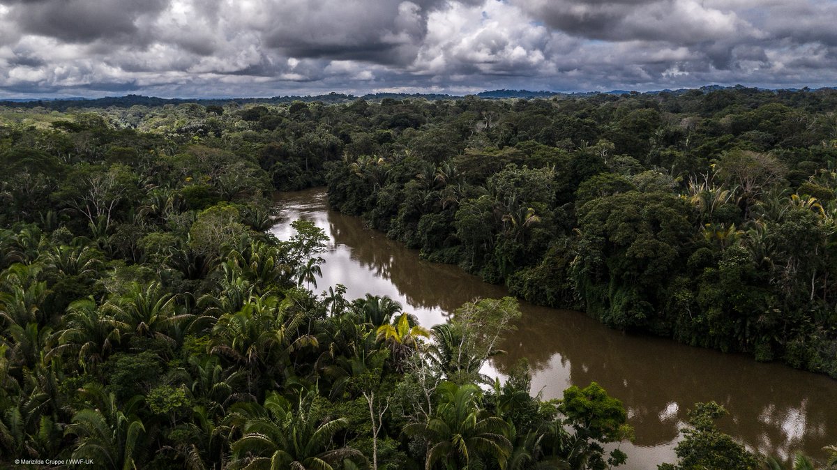 The Amazon is in crisis. Deforestation, degradation, and climate change are pushing the Amazon rain forest and river systems to the edge. Learn about six actions to save the Amazon: wwf.to/46otLRf. #WWFLovejoy