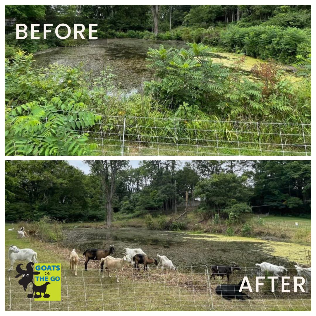 🌿MUNCH🌿 

Could goats do for your land what they did for this backyard pond? Curious about targeted grazing with goats? Visit goatsonthego.com to find out more! 

(📸:Goats On The Go® Kalamazoo)

#goatgrazing #goatrental #targetedgrazing #goats  #goatsonthego