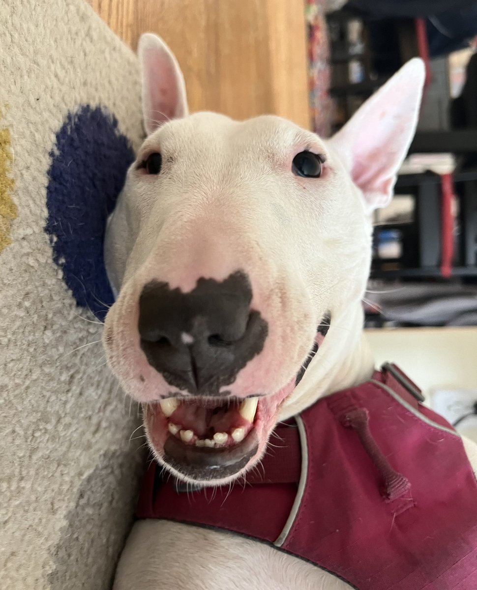 OliveAndEverton tweet media