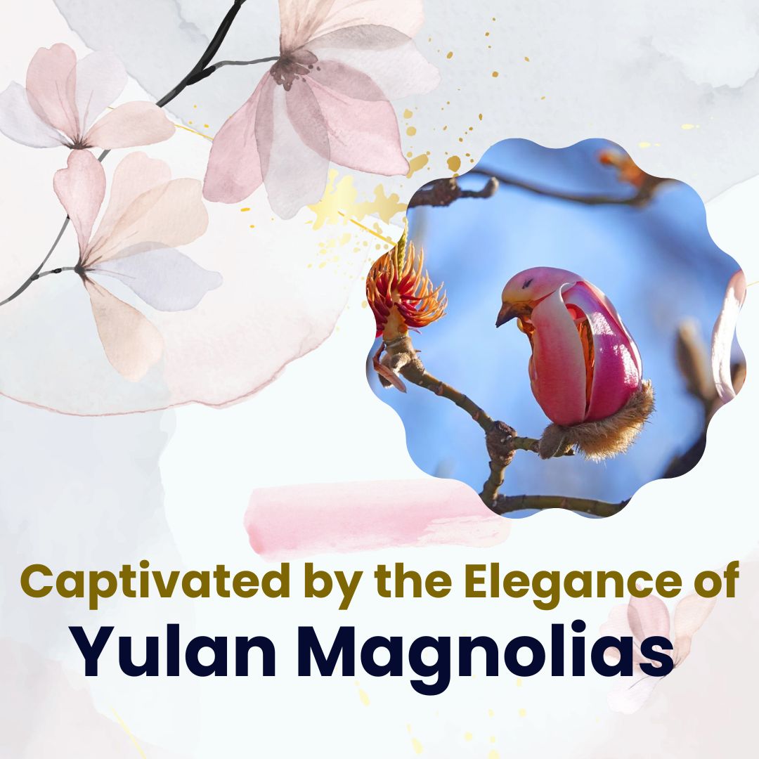 Nature's masterpiece unveiled in delicate petals, a symphony of grace. 🎶🌸 These blossoms paint the world with soft beauty, a reminder that there's boundless allure even in simplicity. 📸💖
#YulanMagnolias #NatureSplendor #BlossomMagic'