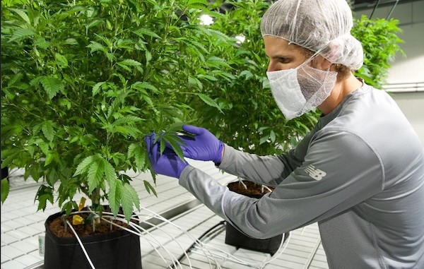 MMJ_Daily tweet media