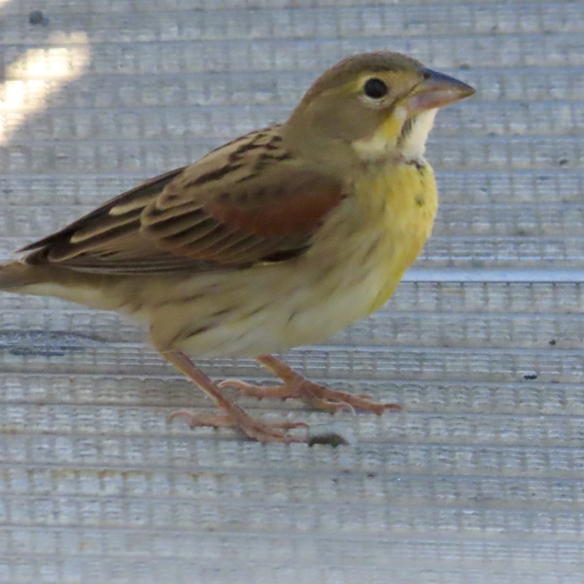 walkingtogitmo's tweet photo. One of my 2023 #birding goals was to see 100 species in every borough. I completed that today with two bona fide New York county rarities, seen with @enricoleonardi6 on Governors Island (Manhattan): Western Kingbird and Dickcissel. #birdsseenin https://t.co/nEDtVs4dCm