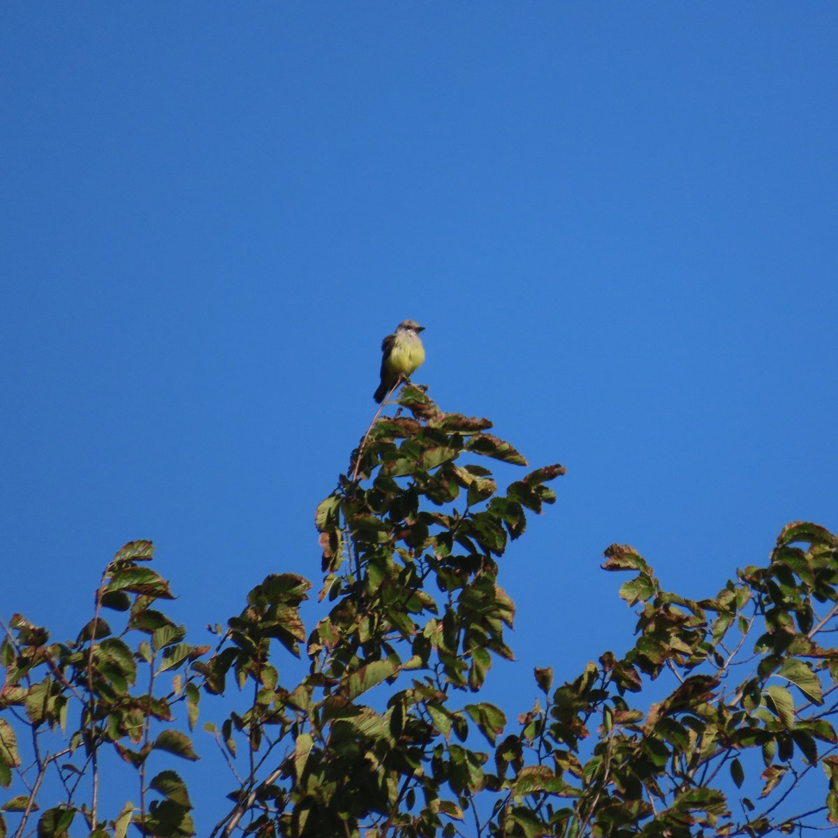 walkingtogitmo's tweet photo. One of my 2023 #birding goals was to see 100 species in every borough. I completed that today with two bona fide New York county rarities, seen with @enricoleonardi6 on Governors Island (Manhattan): Western Kingbird and Dickcissel. #birdsseenin https://t.co/nEDtVs4dCm