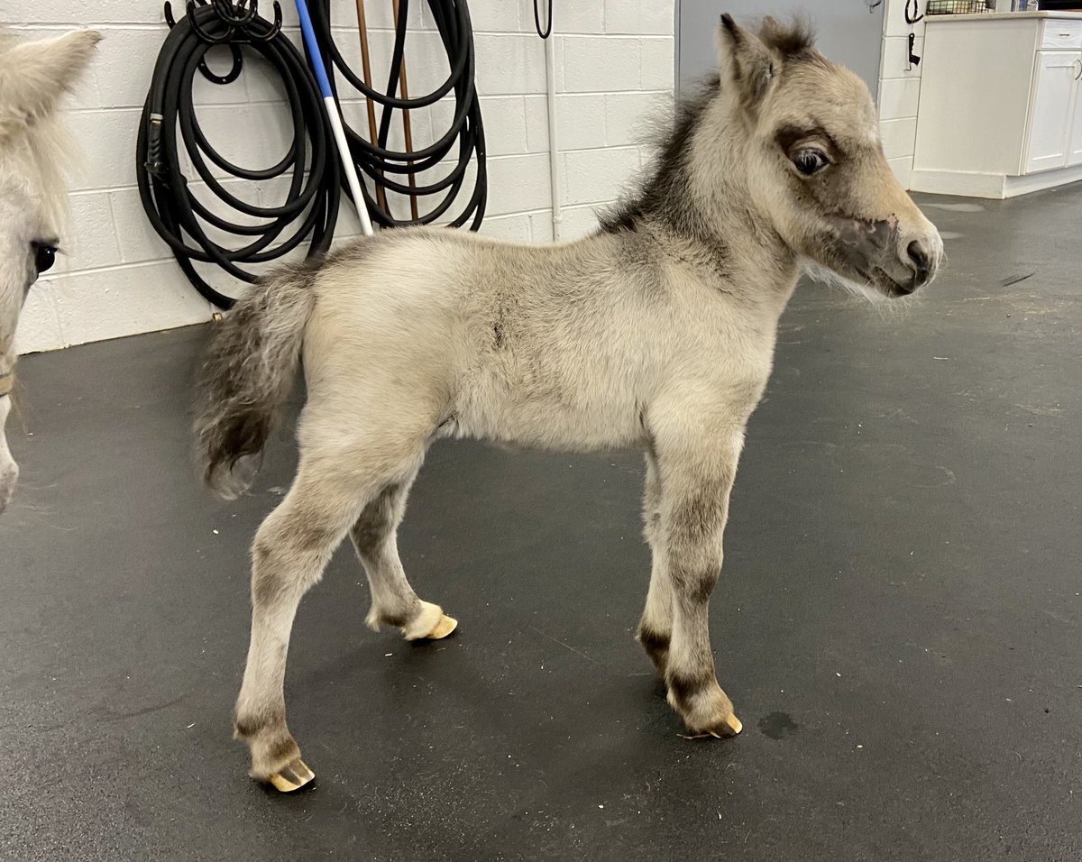 HoganEquine's tweet photo. Well our day was made golden today-by STANLEY!!♥️This little 2-week old Miniature Horse came in to Dr Curtiss for surgery today and we all just went to pieces! Simply scrumptious 😍and so damn huggable - all 31-lbs of him!! https://t.co/mtHcUzP0jB