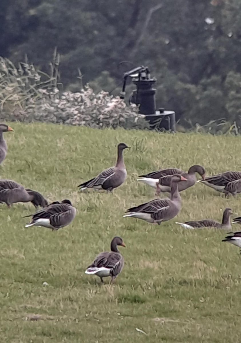 Awesome surprise mega rarity for our patch today #pinkfootedgoose