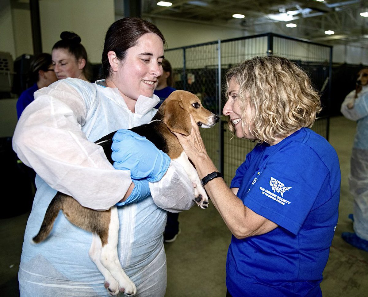 WorldAnimalNews's tweet image. Nearly 4,000 #Beagles Were Rescued From #AnimalTesting A Year Ago &amp;amp; Families Are Celebrating The Victory! 🙏💛🐕

READ MORE: 🌍👉 worldanimalnews.com/4000-beagles-w…