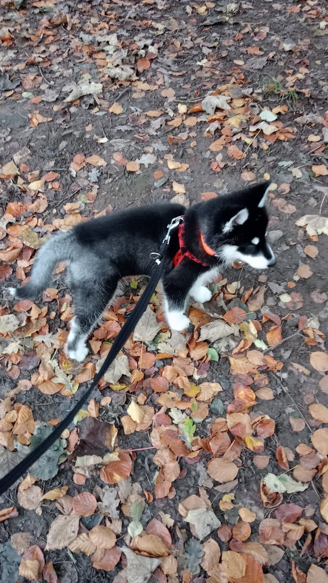 Scotlas1's tweet photo. Lilith enjoying her first wood walk 😊🐾🖤
#Lilith #WoodWalk #Scotland #Autumn #Huskamute #Husky #Malamute #Puppy https://t.co/XHBchwlRfp