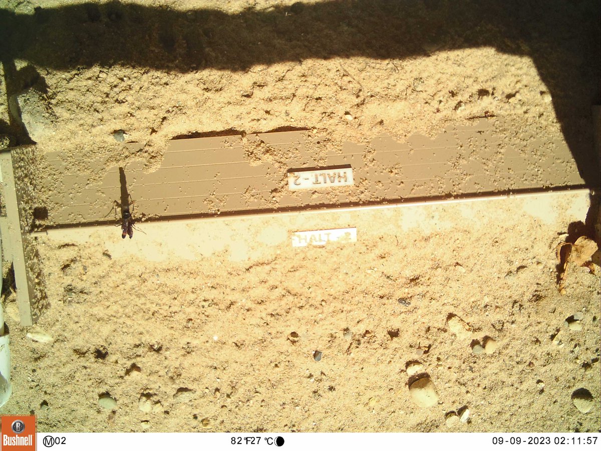 AuSableInst's tweet image. Some more #hibernaculum visitors... insects!!

Thanks to @WMillerWildlife for these photos!
