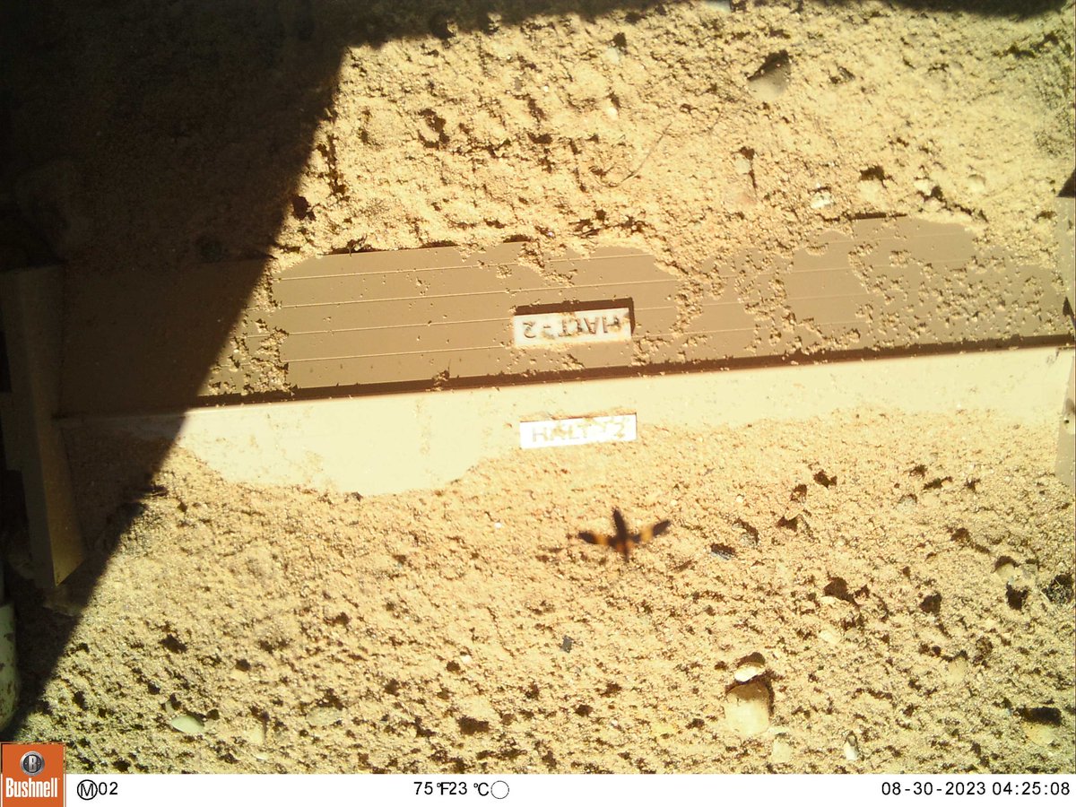 AuSableInst's tweet image. Some more #hibernaculum visitors... insects!!

Thanks to @WMillerWildlife for these photos!