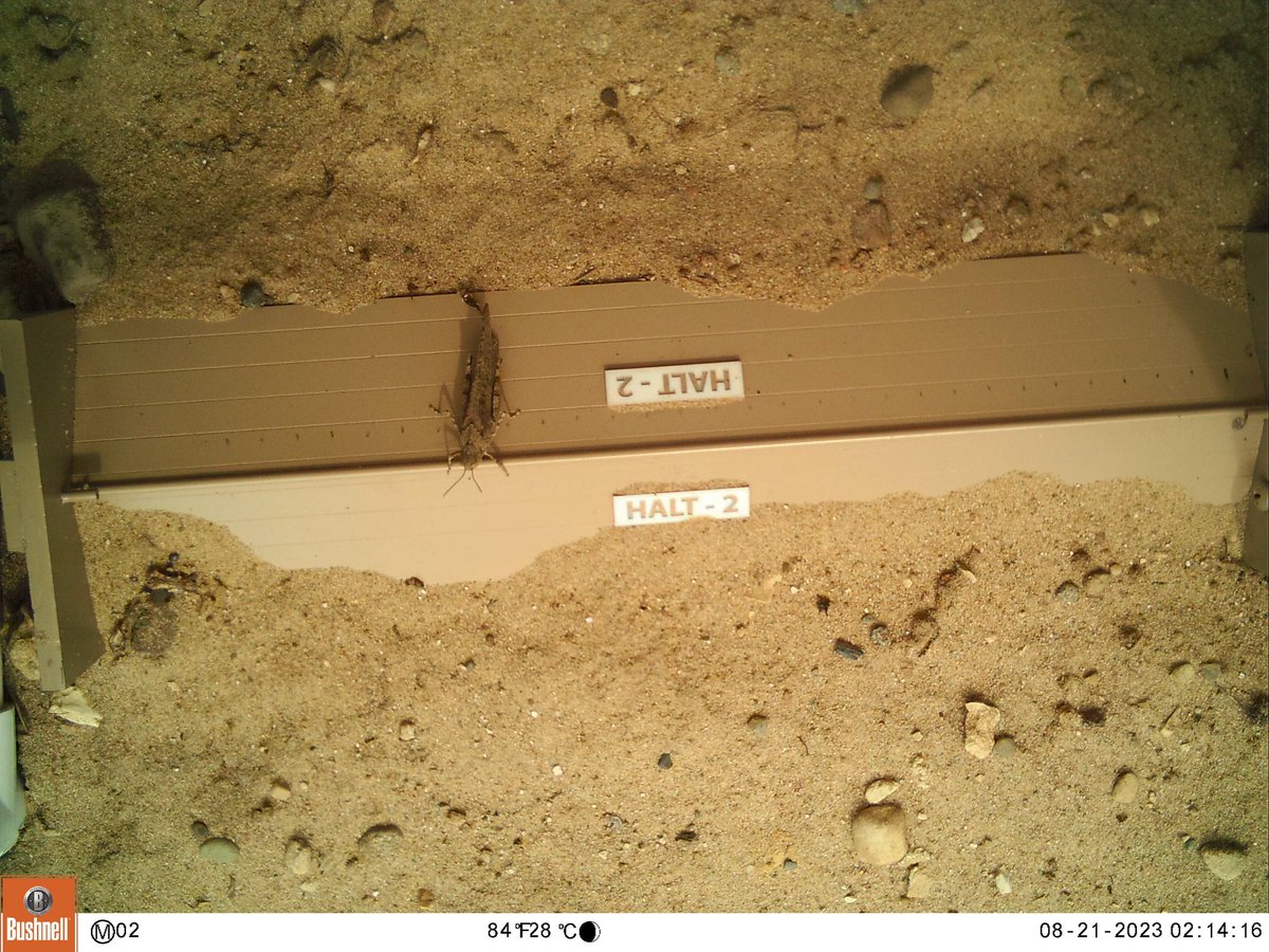 AuSableInst's tweet image. Some more #hibernaculum visitors... insects!!

Thanks to @WMillerWildlife for these photos!