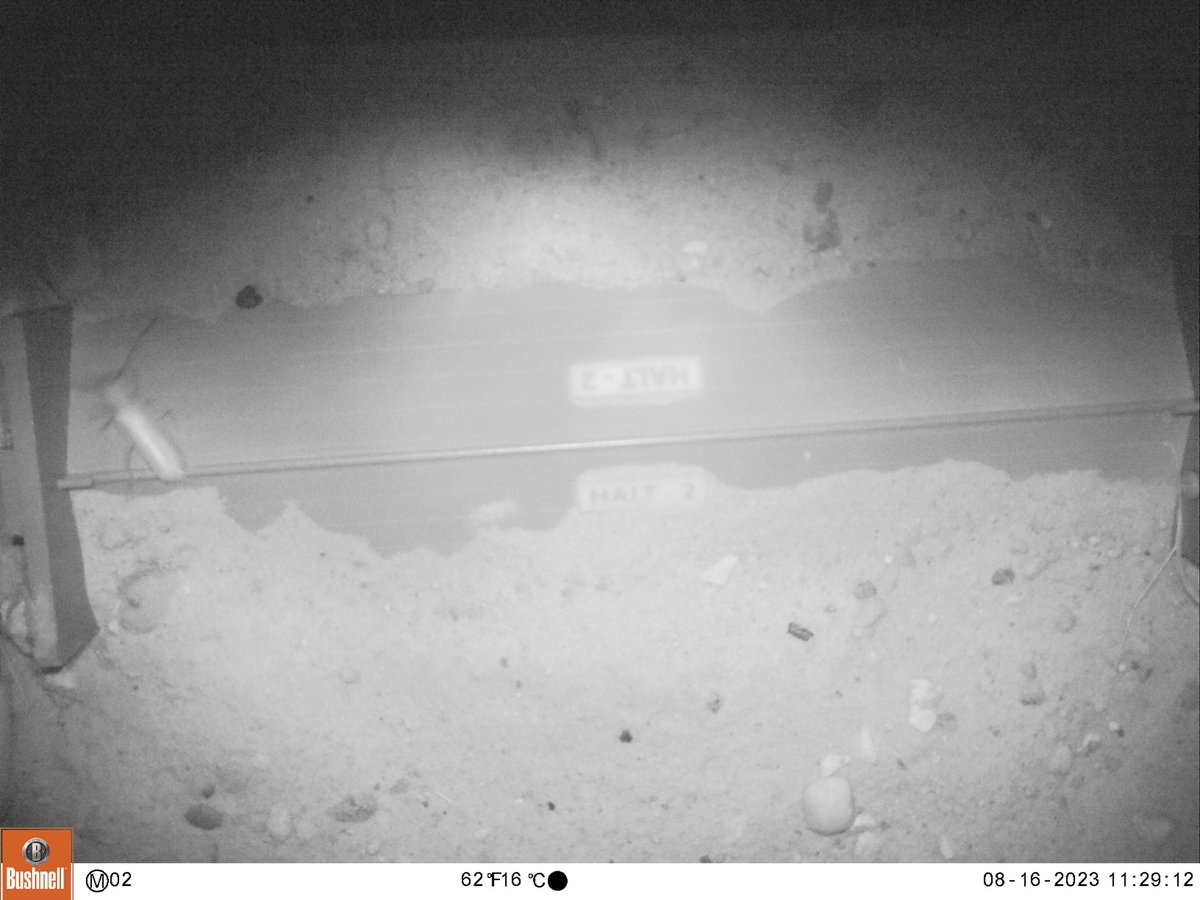 AuSableInst's tweet image. Some more #hibernaculum visitors... insects!!

Thanks to @WMillerWildlife for these photos!